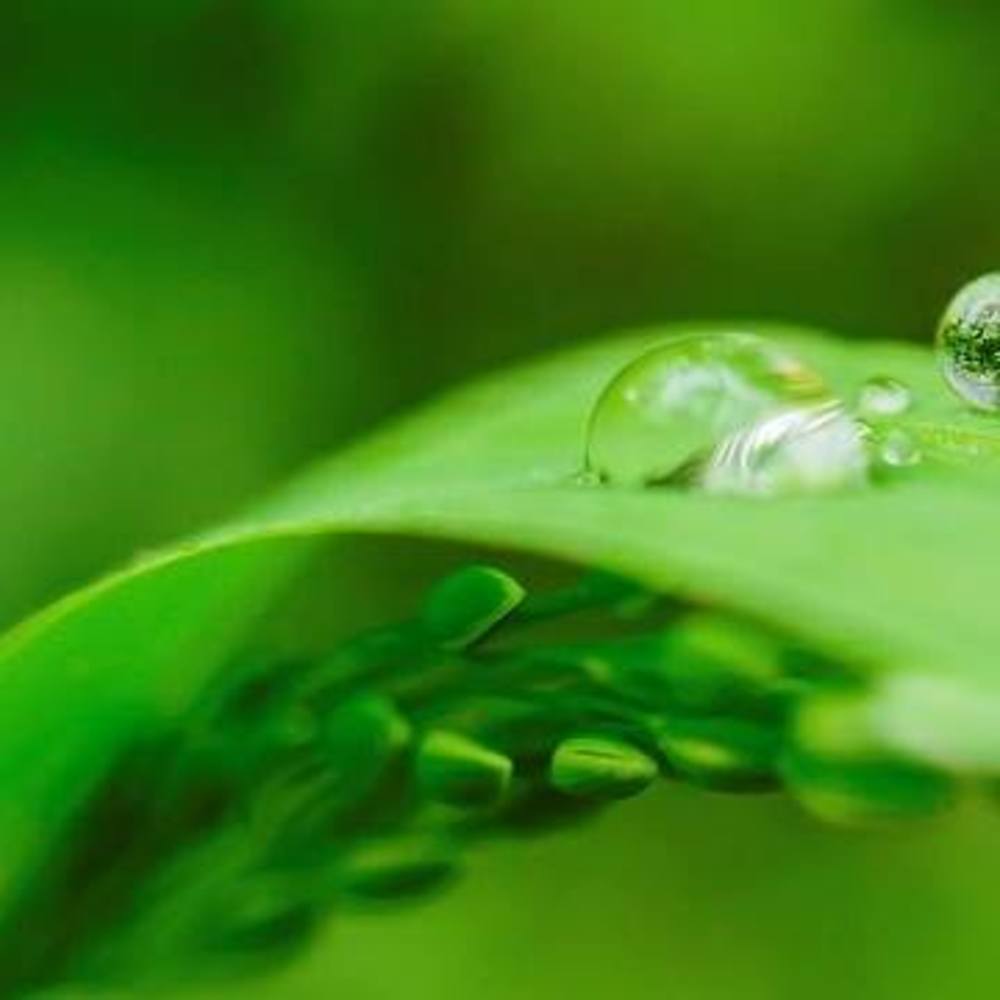 Meet your Posher, Joa